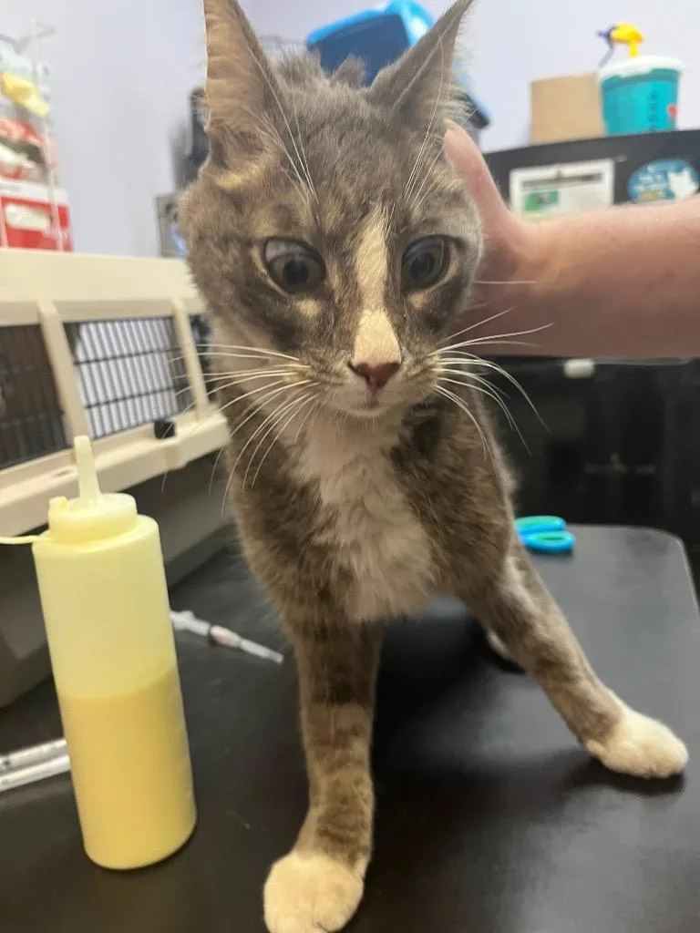 A young medium-sized male Domestic Short Hair cat named Aphid for adoption in New Braunfels, TX