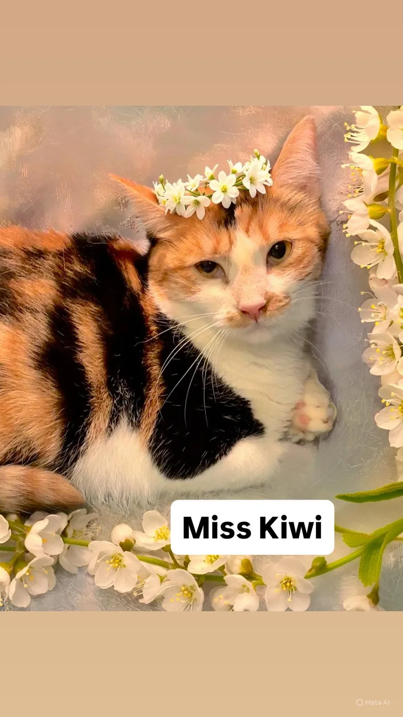 An adult medium-sized female Calico cat named Miss Kiwi At Martinez for adoption in Walnut Creek, CA