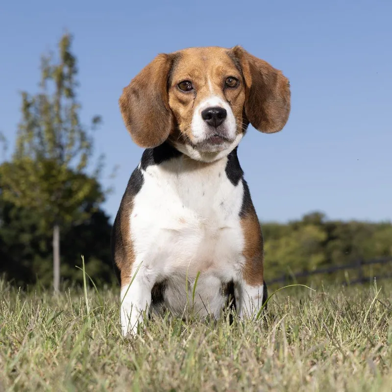 An adult medium-sized male Beagle dog named Sesame Seed Bagel for adoption in Franklin, TN