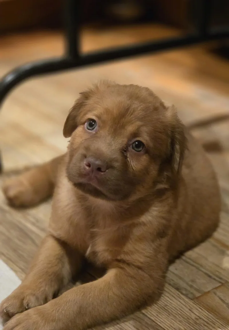 A baby large-sized male Labrador Retriever dog named Finch for adoption in Port Angeles, WA