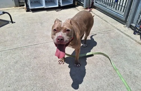 An adult large-sized female Mixed Breed dog named Grizelda for adoption in Staten Island, NY