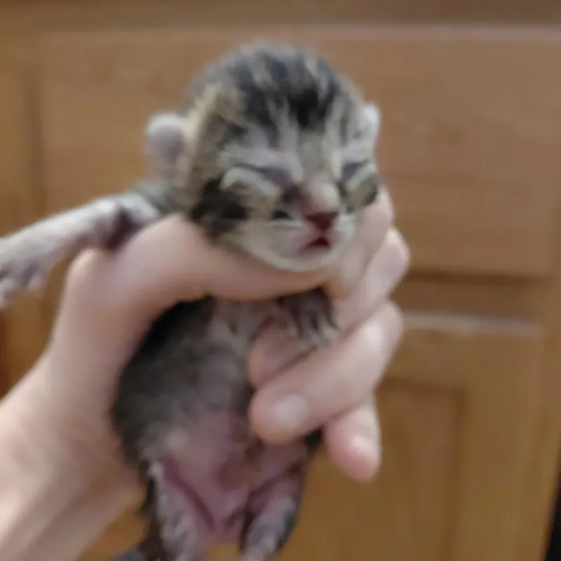 A baby small-sized female Brown / Chocolate Domestic Short Hair cat named Frosted flakes for adoption in Austin, TX