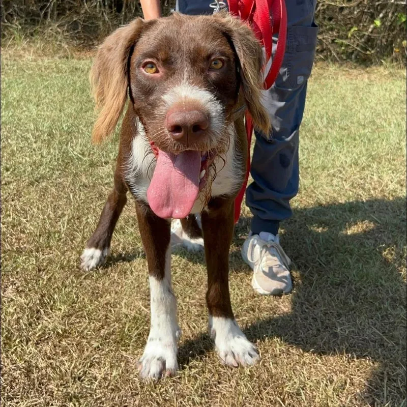 A young large-sized male Mixed Breed dog named Hunter for adoption in Auburn, AL