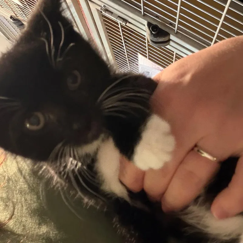 A baby small-sized male Black Domestic Short Hair cat named Doc Hudson for adoption in Chesapeake, VA