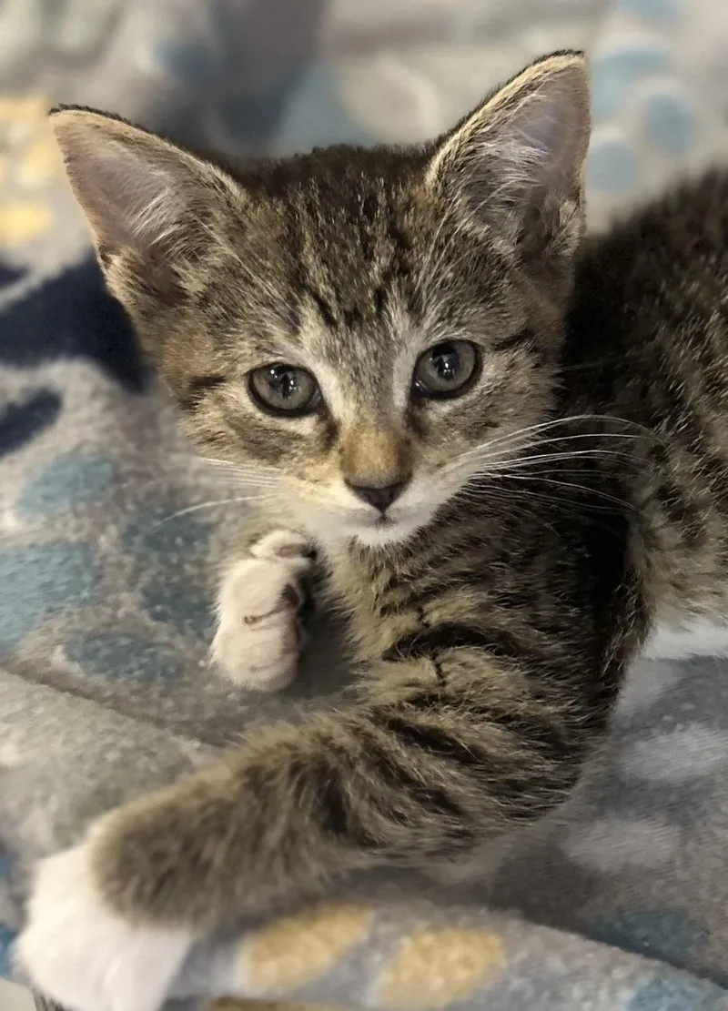 A baby medium-sized female Tabby (Brown / Chocolate) Domestic Short Hair cat named Hennessy for adoption in Lemoyne, PA