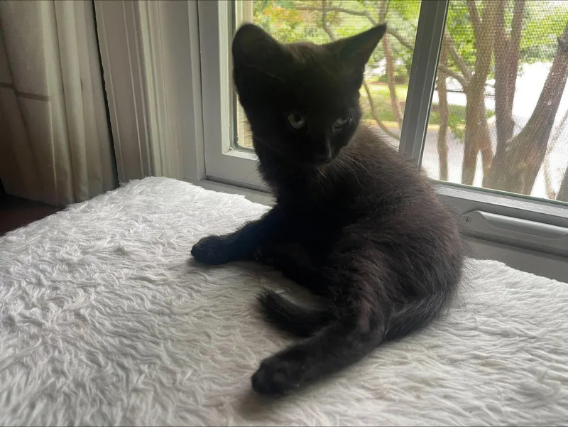 A baby medium-sized male Black Domestic Short Hair cat named Puff for adoption in Herndon, VA