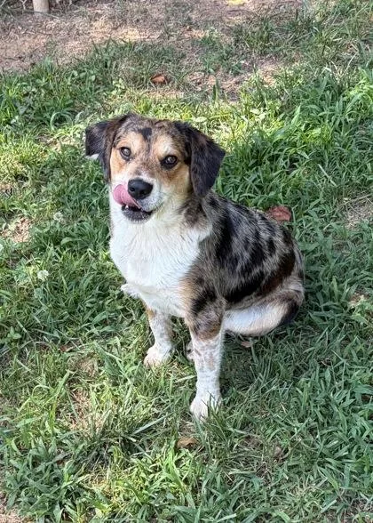 A young medium-sized male Beagle dog named Bugle for adoption in Wilkesboro, NC