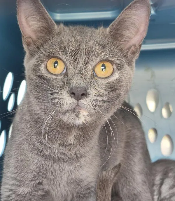 A young medium-sized female Domestic Short Hair cat named Fbd for adoption in Lawrenceville, GA