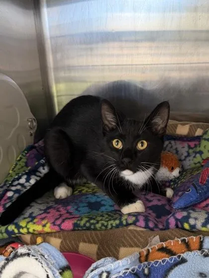A young small-sized male Domestic Short Hair cat named Dots for adoption in Manitowoc, WI