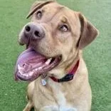 An adult large-sized male Golden Mixed Breed dog named Montana for adoption in Santa Cruz, CA