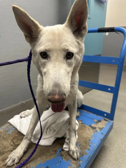 An adult large-sized female German Shepherd Dog dog named Maxine for adoption in Las Vegas, NV