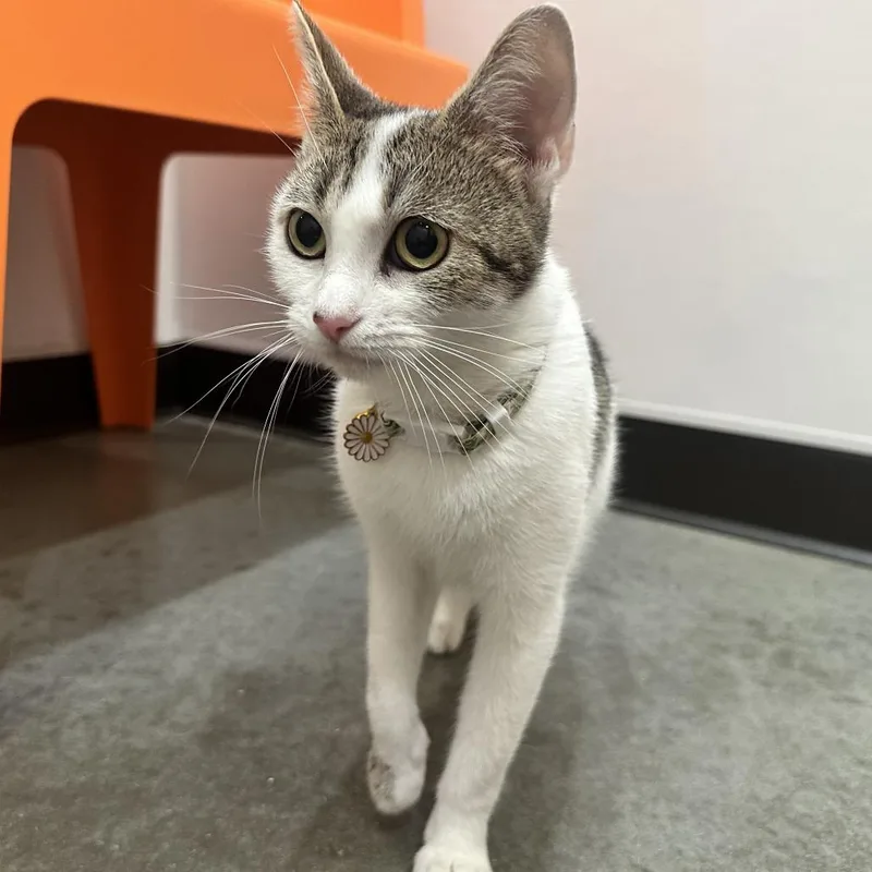An adult medium-sized female Brown / Chocolate Domestic Short Hair cat named Daffodil for adoption in Washington Township, OH
