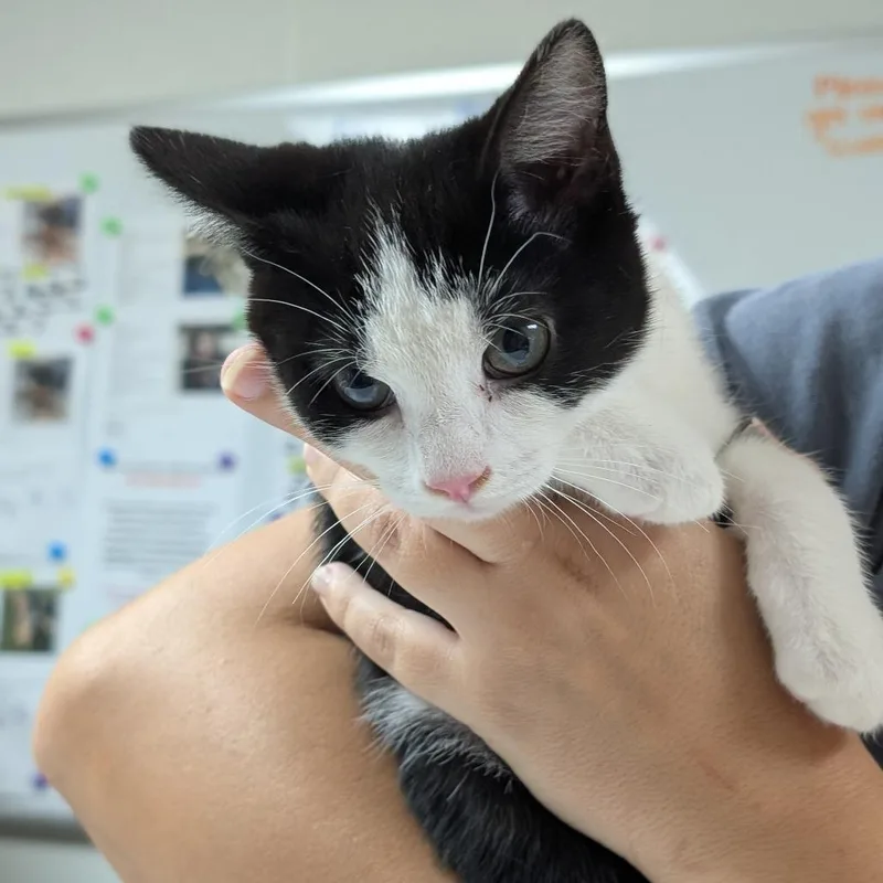 A baby small-sized male Black Domestic Short Hair cat named Mouse for adoption in Canton, IL