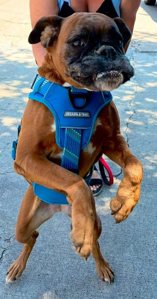A senior medium-sized female Yellow / Tan / Blond / Fawn Boxer dog named Mia III for adoption in Hewitt, TX
