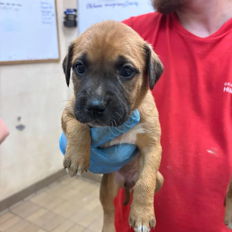 A baby small-sized female Brown / Chocolate Terrier dog named Tiana for adoption in Birmingham, AL