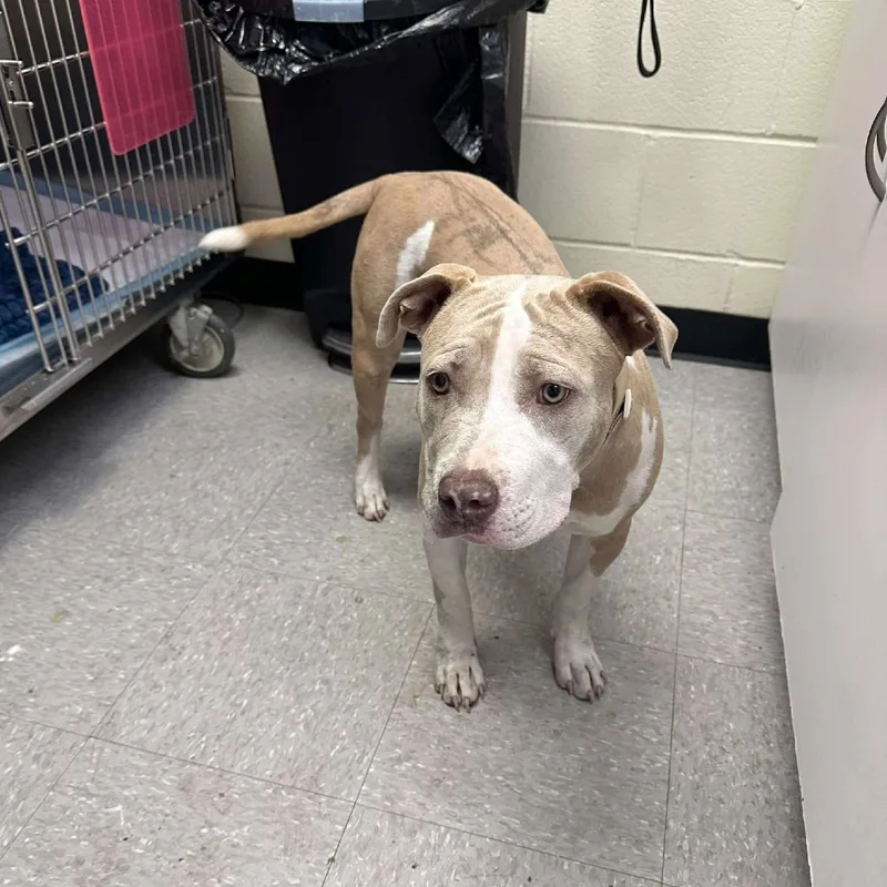 A young medium-sized female Pit Bull Terrier dog named Raina for adoption in Bastrop, TX
