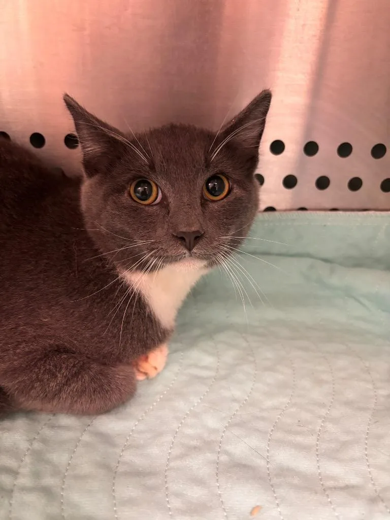 A young medium-sized male Domestic Short Hair cat named Sam for adoption in Morgantown, KY