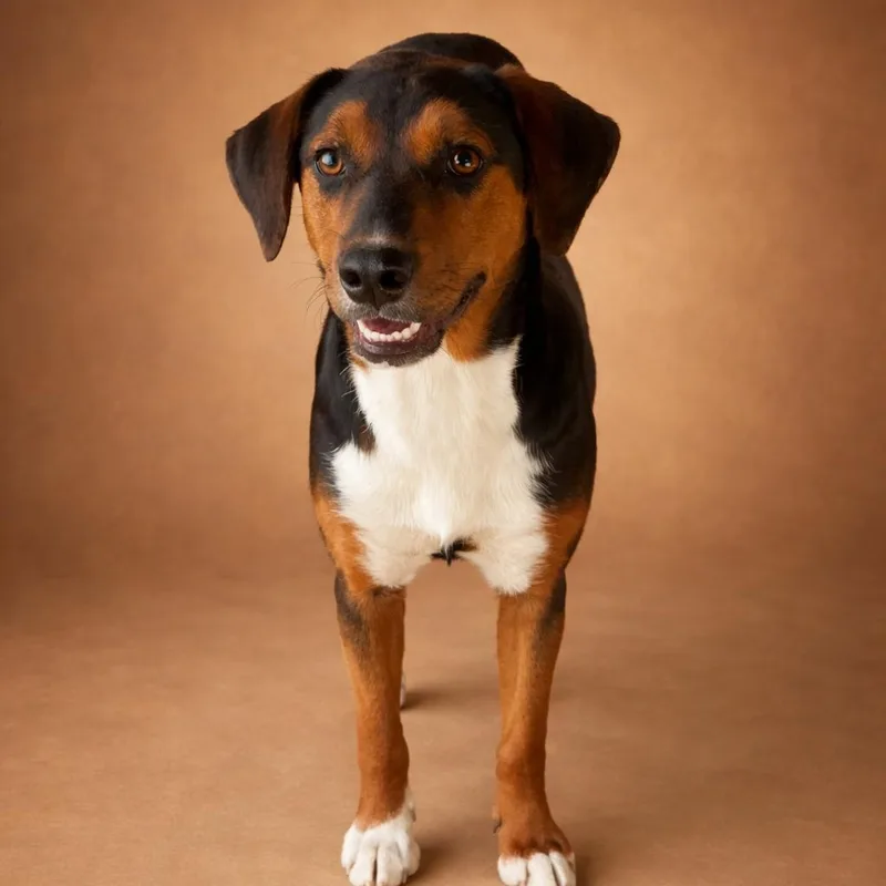 A young medium-sized female Tricolor (Brown, Black, & White) Hound dog named Hilda for adoption in Heber Springs, AR