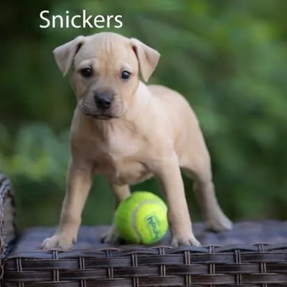 A baby medium-sized female Yellow / Tan / Blond / Fawn American Bully dog named Snickers for adoption in Pawleys Island, SC