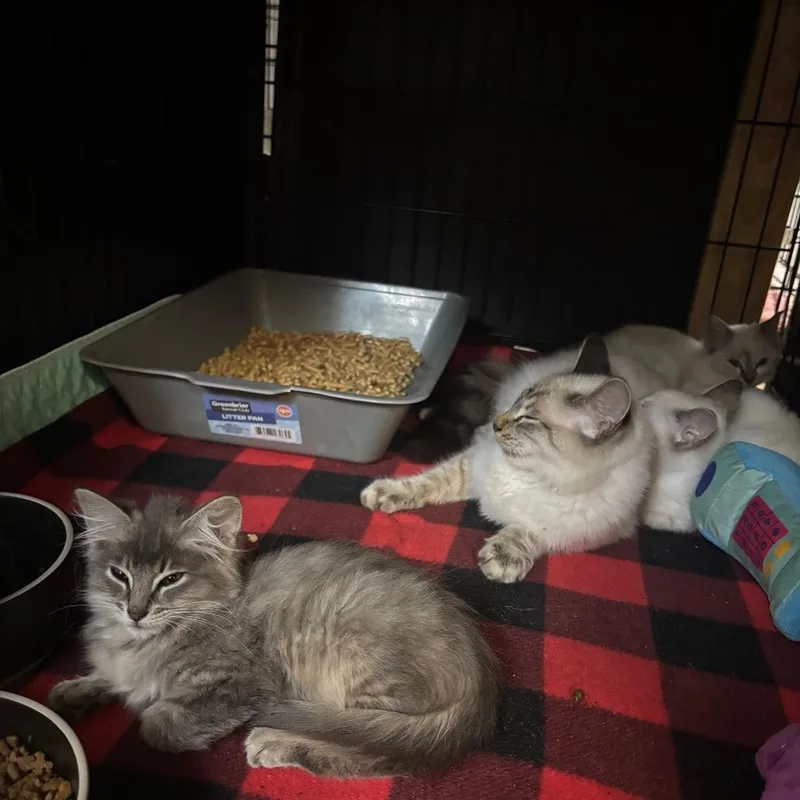 A baby small-sized male Domestic Long Hair cat named Ratatouille for adoption in Hinesville, GA