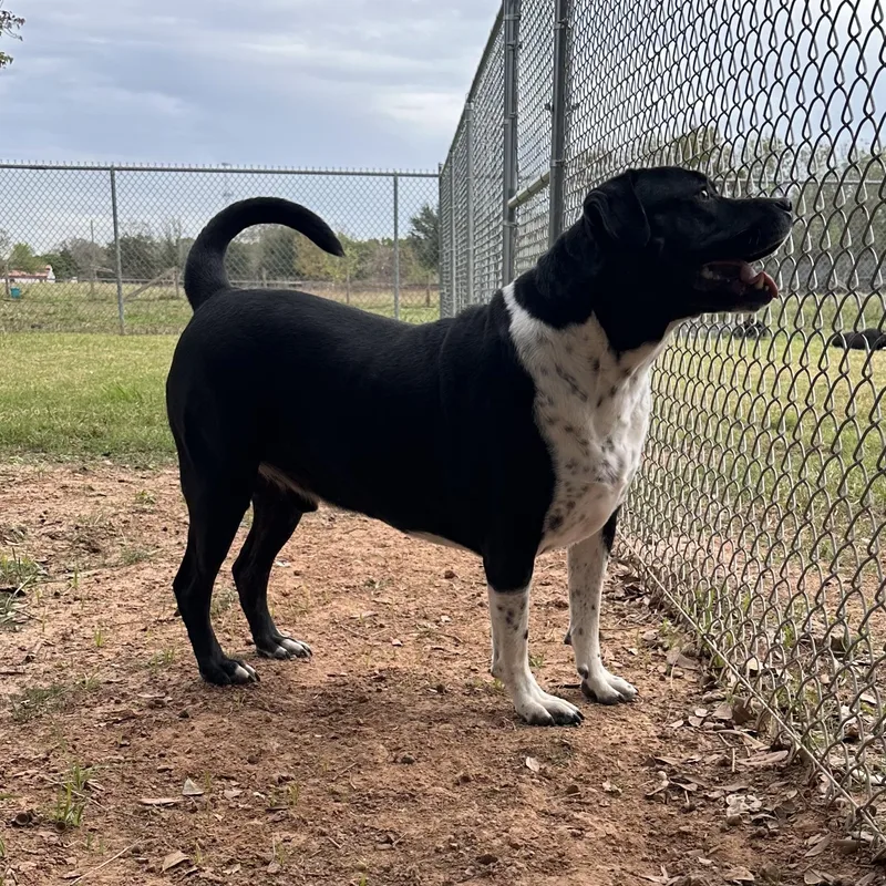 An adult large-sized male Pit Bull Terrier dog named Ritchey Roo for adoption in Spring, TX
