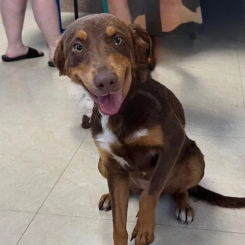A young medium-sized female Australian Shepherd dog named Mocha for adoption in Lake Hopatcong, NJ