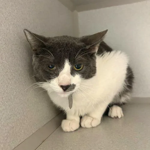 A young medium-sized male Domestic Short Hair cat named Yuji for adoption in Aurora, CO