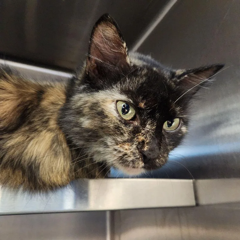 An adult medium-sized female Tortoiseshell cat named Gracie for adoption in Liberty, MO