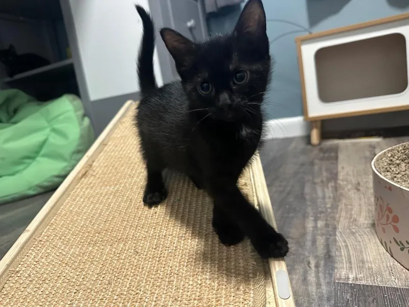 A baby medium-sized female Domestic Short Hair cat named Morticia for adoption in Tampa, FL