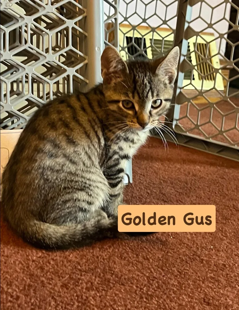 A baby medium-sized male Tabby cat named Gus for adoption in Yardley, PA
