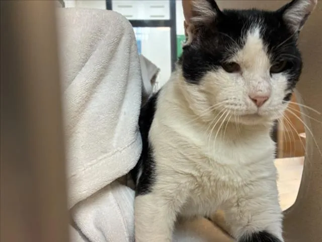 An adult large-sized male Domestic Short Hair cat named Chunkles for adoption in Santa Fe, NM