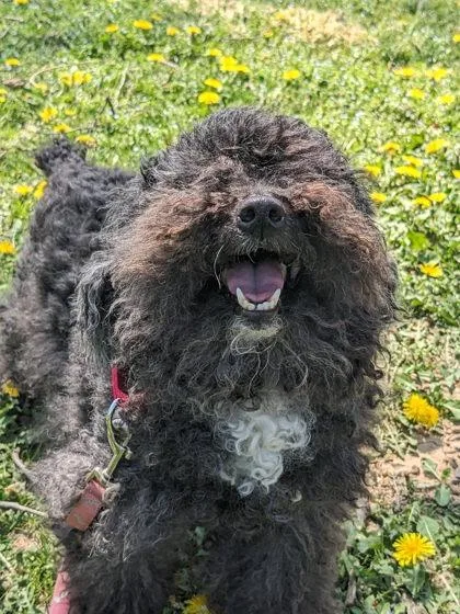 An adult small-sized male Mixed Breed dog named Wittle Guy for adoption in Fairfax, VA