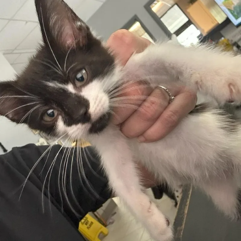 A baby small-sized male Domestic Short Hair cat named Uno for adoption in Lufkin, TX