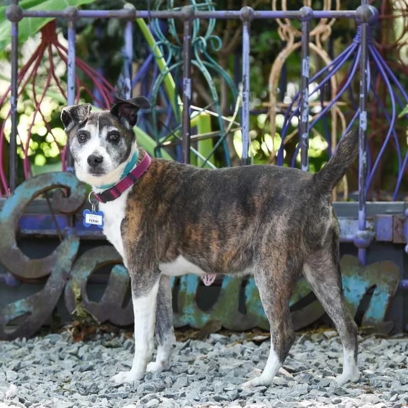 An adult medium-sized male Brindle Feist dog named Fermi for adoption in Wake Forest, NC