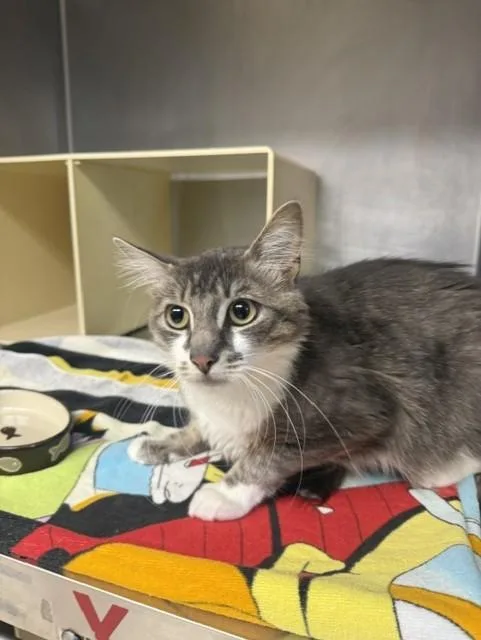 A young medium-sized female Gray & White Domestic Medium Hair cat named Zana for adoption in Cranston, RI