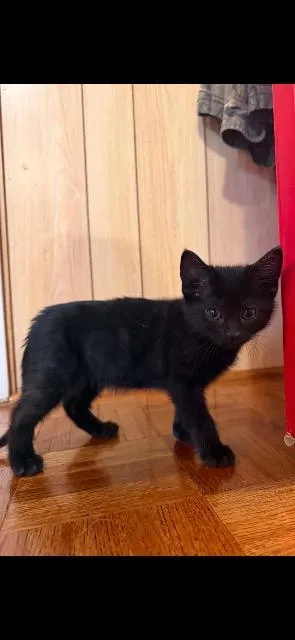 A baby medium-sized female Domestic Short Hair cat named Alora for adoption in Johnson City, TN