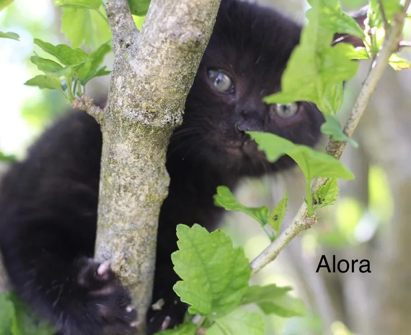 Alora thumbnail 2
