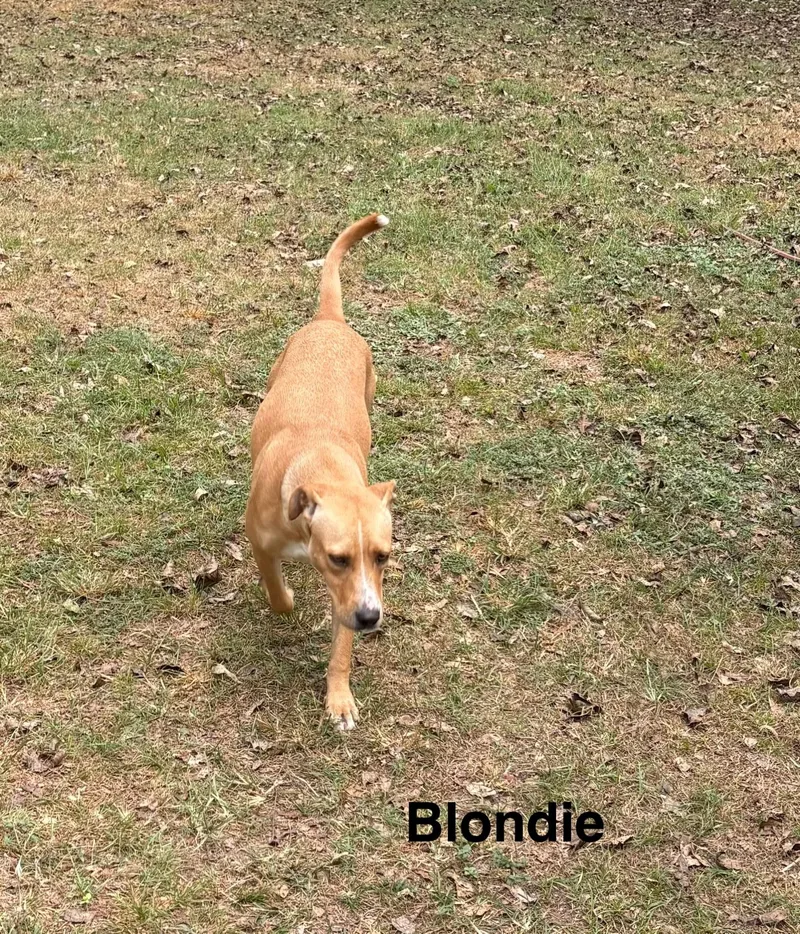 Blondie thumbnail 2