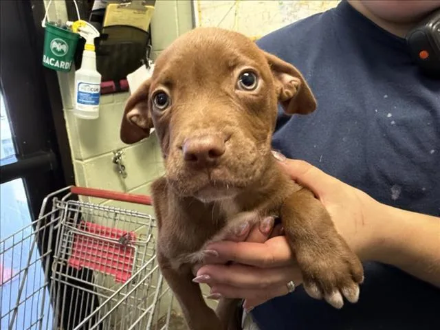 A baby small-sized female Pit Bull Terrier dog named Lucy for adoption in Tulsa, OK