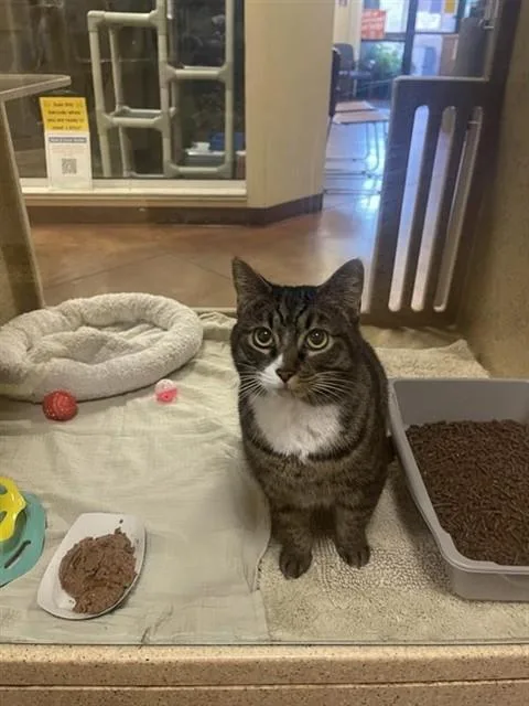 An adult medium-sized female Domestic Short Hair cat named Nala for adoption in Sacramento, CA