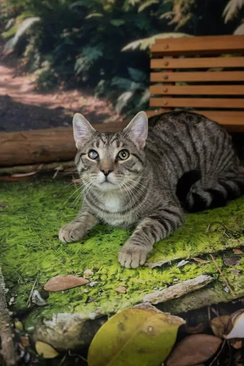 An adult medium-sized male Tabby (Gray / Blue / Silver) Domestic Short Hair cat named Thomas for adoption in Lapeer, MI