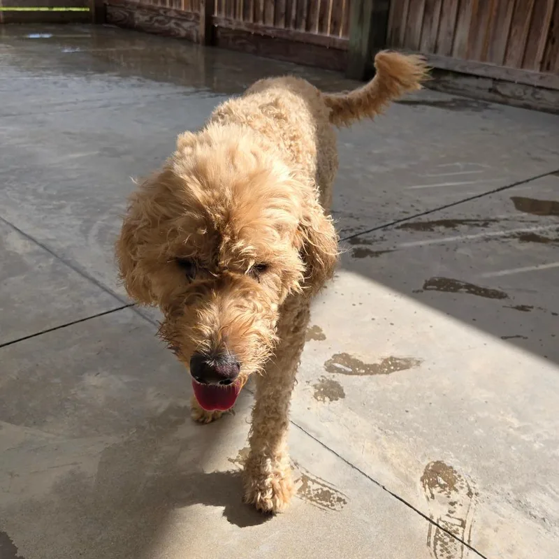 An adult large-sized male White / Cream Standard Poodle dog named Corporal for adoption in Freeport, FL