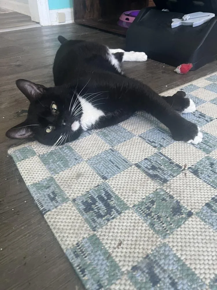 Chef Paul thumbnail 5