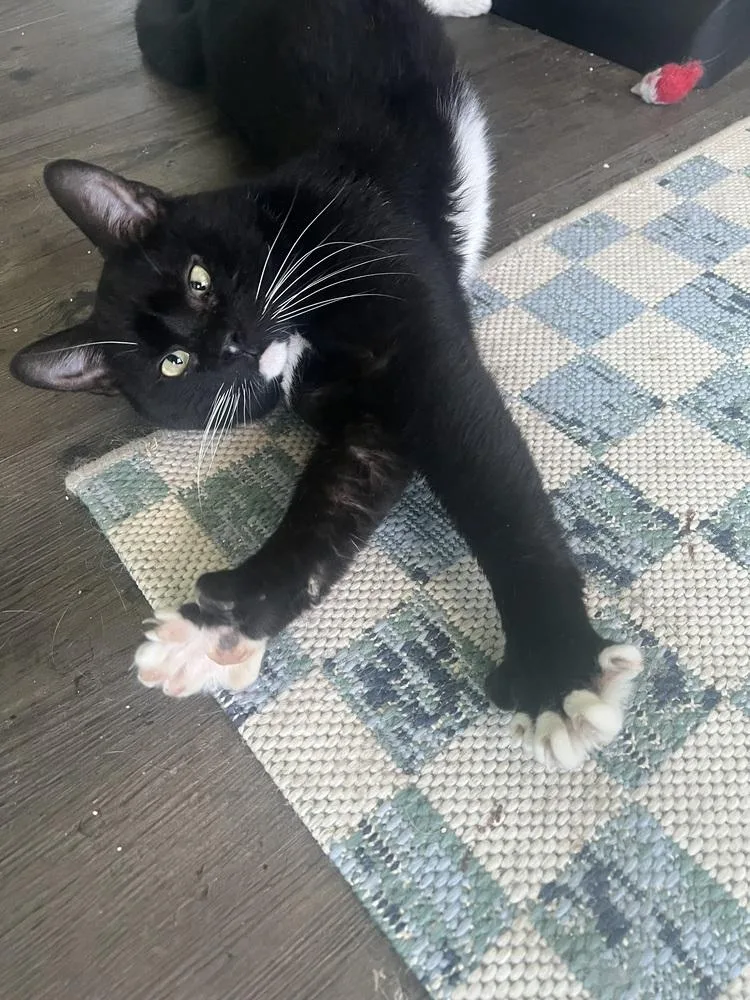 Chef Paul thumbnail 6