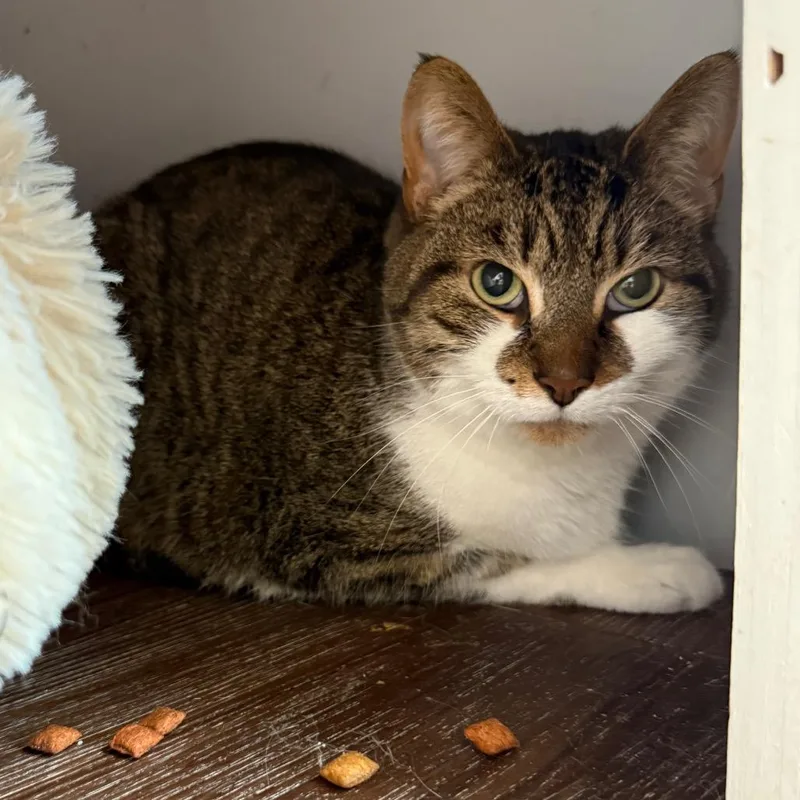 An adult medium-sized male White Domestic Short Hair cat named Simba for adoption in Naperville, IL