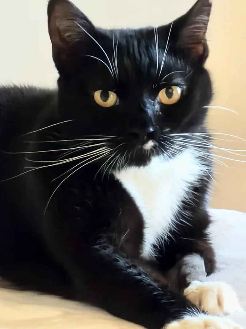 An adult medium-sized female Black & White / Tuxedo Domestic Short Hair cat named Mia for adoption in Boynton Beach, FL
