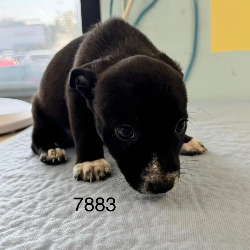 A baby small-sized female Border Collie dog named Sawyer Henrick for adoption in Chico, CA