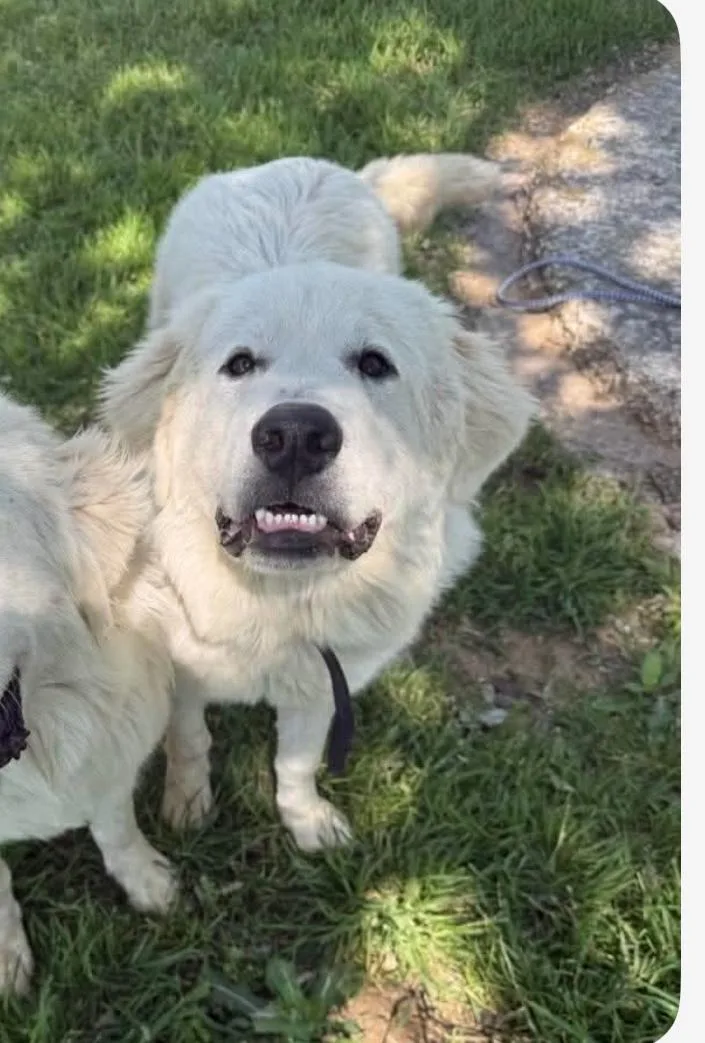 A young large-sized male White / Cream Great Pyrenees dog named Boulder Cs for adoption in Columbia, MD