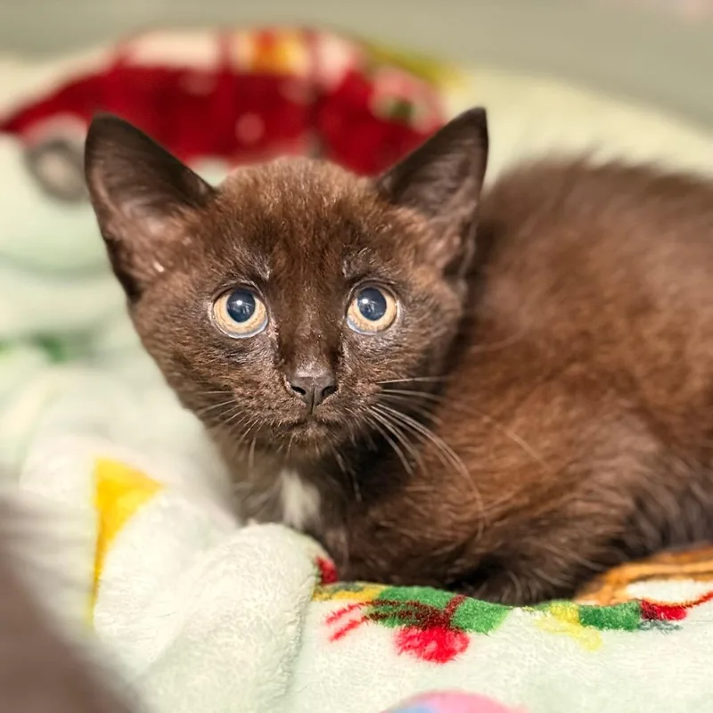 A baby small-sized female Domestic Short Hair cat named Della for adoption in Cumming, GA