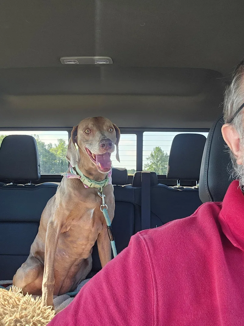 A senior large-sized female Weimaraner dog named Bailey for adoption in Jeffersonville, IN